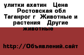 улитки ахатин › Цена ­ 50 - Ростовская обл., Таганрог г. Животные и растения » Другие животные   